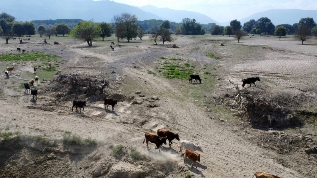 Binlerce hektar 'Mil kuraklığı' etkisinde: Tarım alanı ve meralar yok olmaya yüz tuttu 1